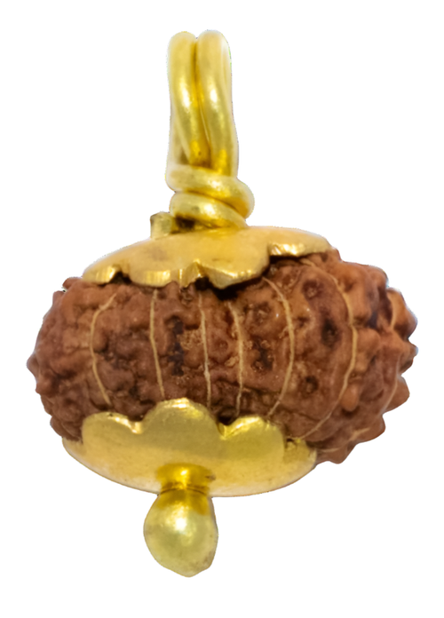 14 Mukhi Java Indonesian Rudraksha