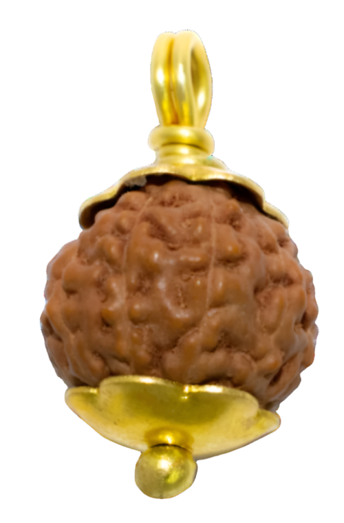 11 Mukhi Java Indonesian Rudraksha