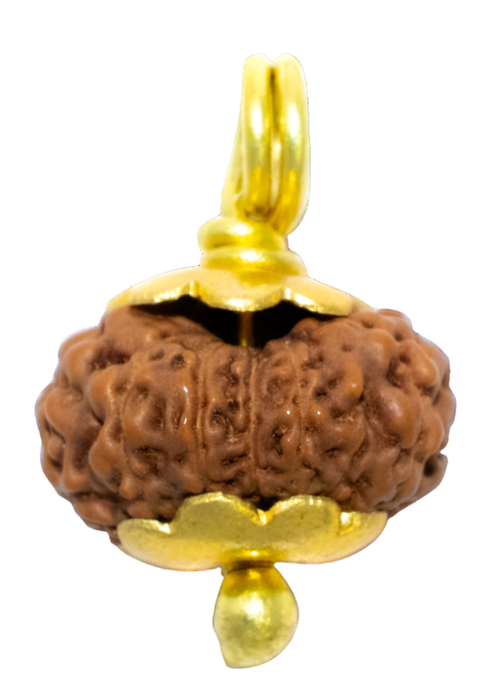 12 Mukhi Java Indonesia Rudraksha