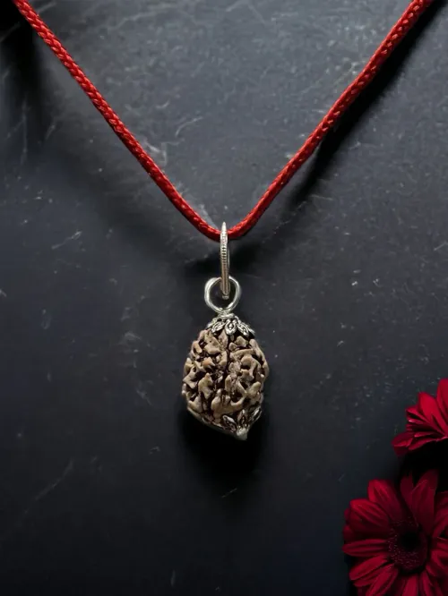 3 Mukhi Nepali Rudraksha - Teen Mukhi