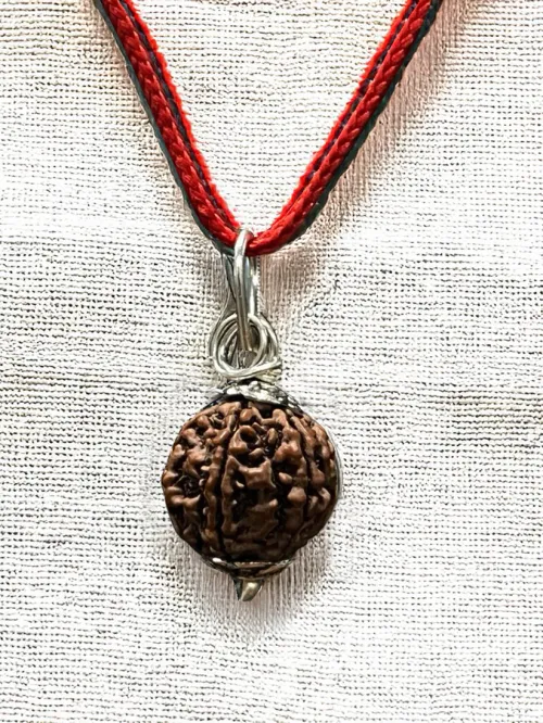 6 Mukhi Nepali Rudraksha - Chhey Mukhi