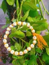 Hare Krishna Hare Ram original Tulsi Bracelet thumbnail 2