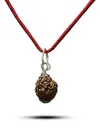 4 Mukhi Nepali Rudraksha - Chaar Mukhi thumbnail 2