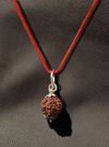 7 Mukhi Nepali Rudraksha - Saat Mukhi thumbnail 1