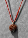 10 Mukhi Nepali Rudraksha - Das Mukhi thumbnail 1