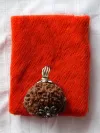 10 Mukhi Nepali Rudraksha - Das Mukhi thumbnail 2