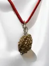 2 Mukhi Nepali Rudraksha - Do Mukhi thumbnail 1