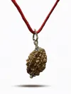 2 Mukhi Nepali Rudraksha - Do Mukhi thumbnail 3
