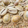 Pujahome White Kodi/Laxmi Cowdi/Kauri/Kowri/Cowry/Kaudi/Cowrie ( 11 Pcs ) thumbnail 3