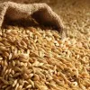 Pujahome Organic Nature Raw Barley Seeds Jau For Puja (1 Kg Pack) thumbnail 3
